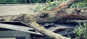 Fallen tree on a residential roof